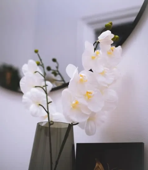 flower close up